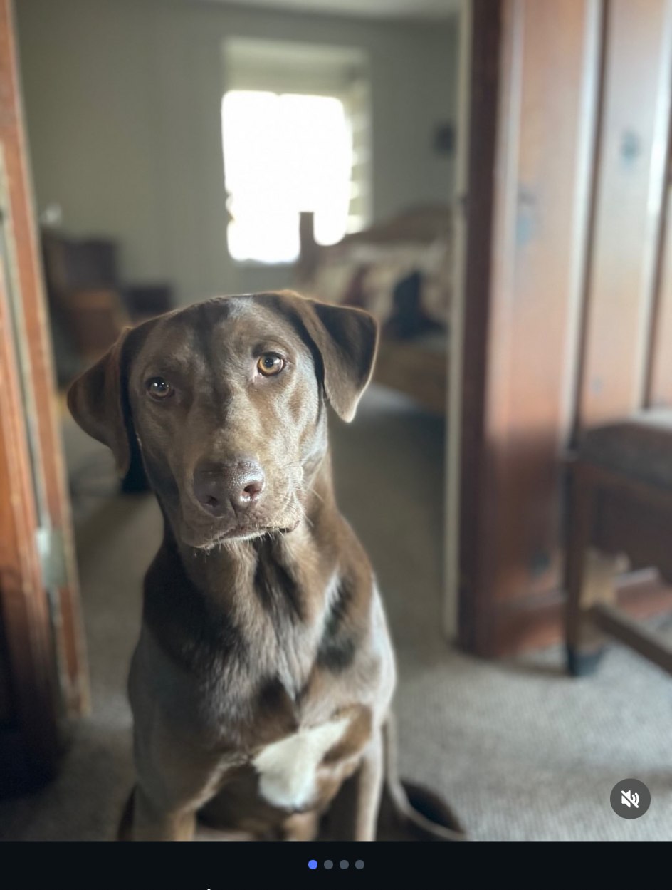 Bear, a brown dog with a white chest