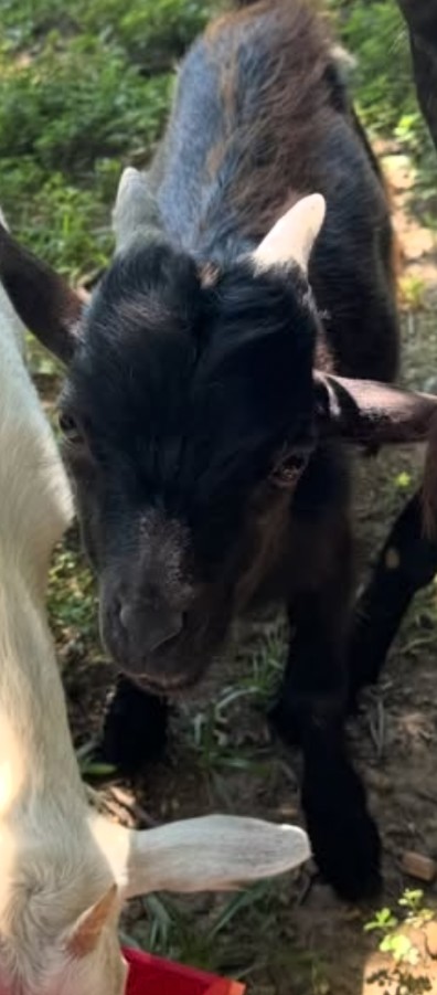 Chicken, the small black goat and one of Okra’s babies
