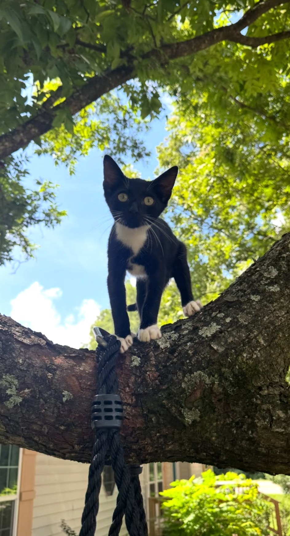 Doobie, our black-and-white tuxedo cat, perched on a tree branch