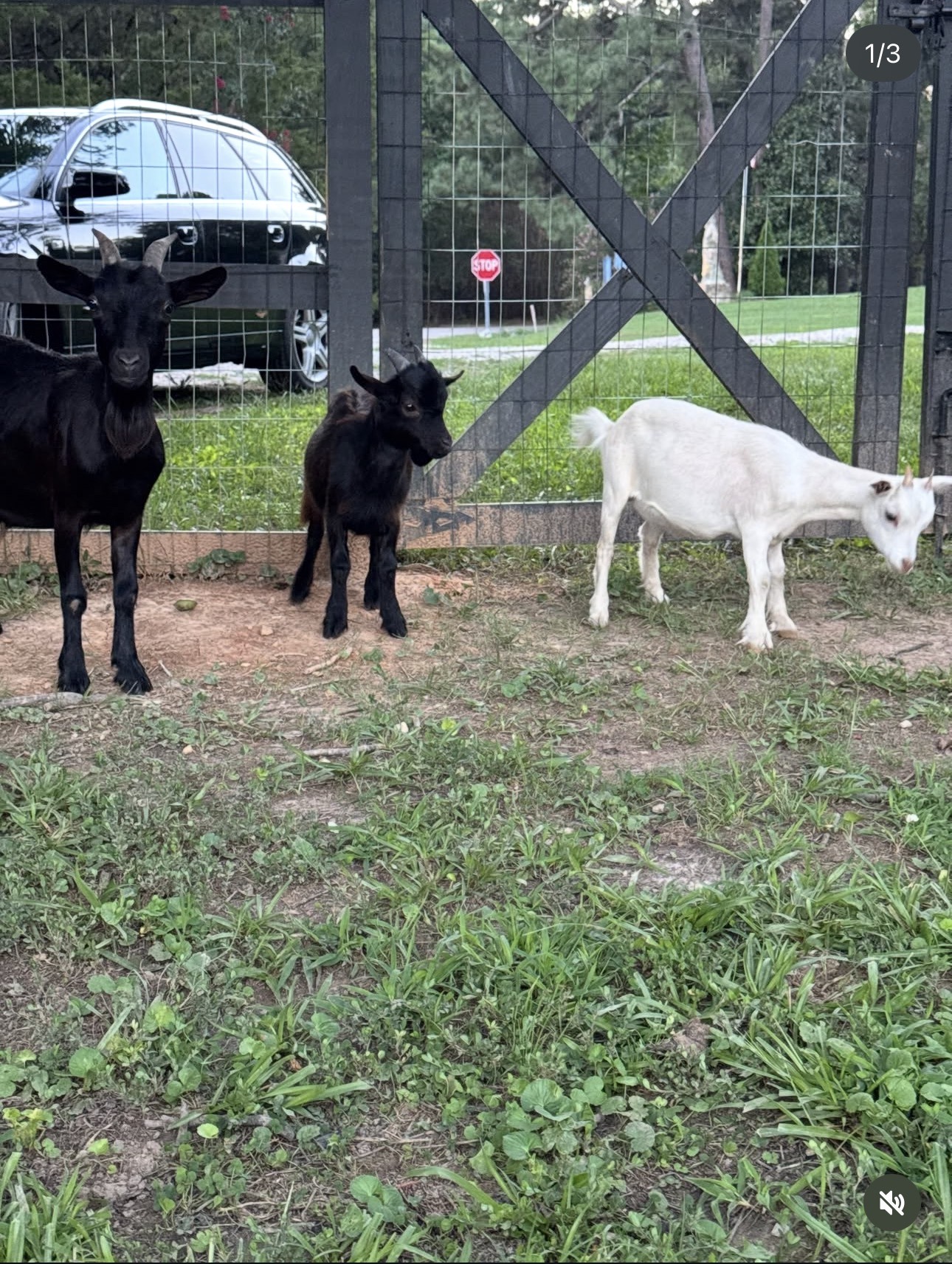 Tater the white goat, Chicken the small black goat, and their mother Okra together at NC Mini Ranch