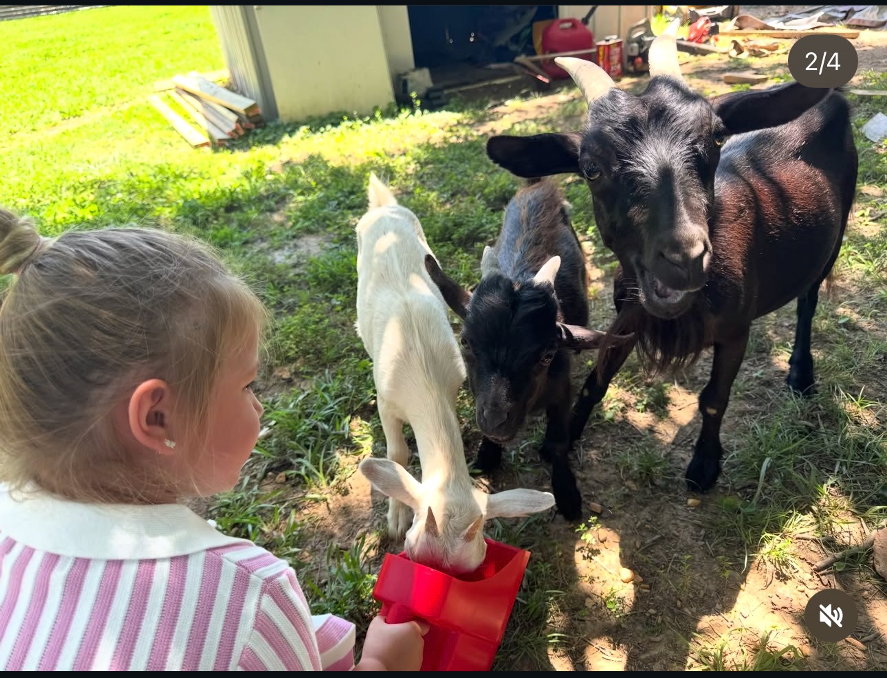 A child feeding Tater while Chicken and mama Okra gather nearby
