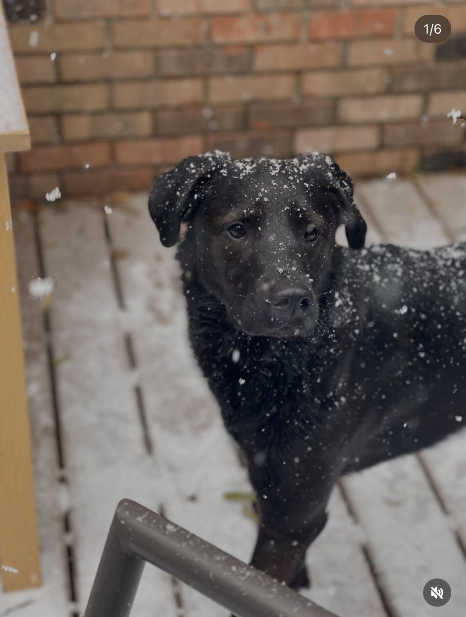 Moose, a black dog enjoying falling snow