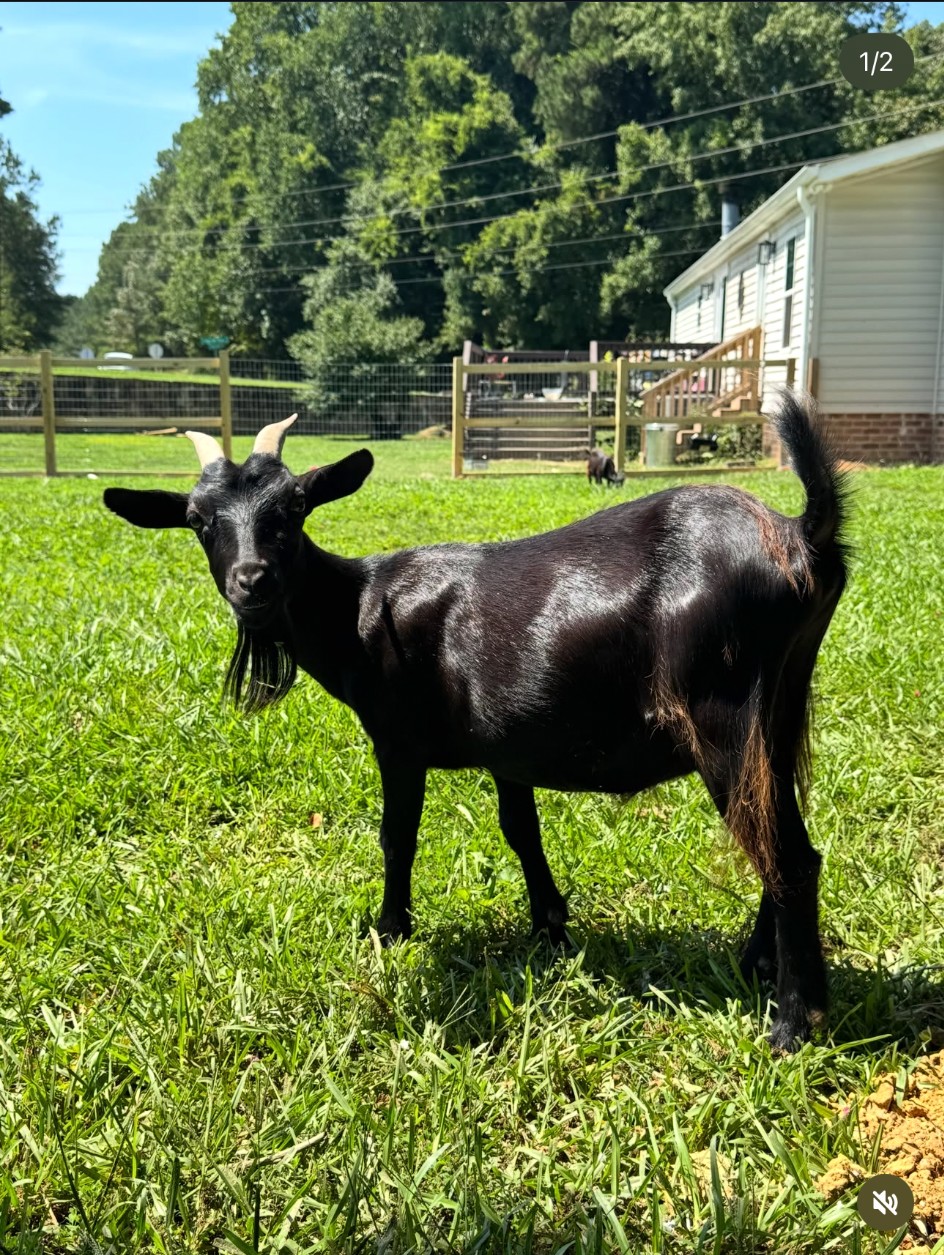 Okra the black goat enjoying a sunny day on the ranch