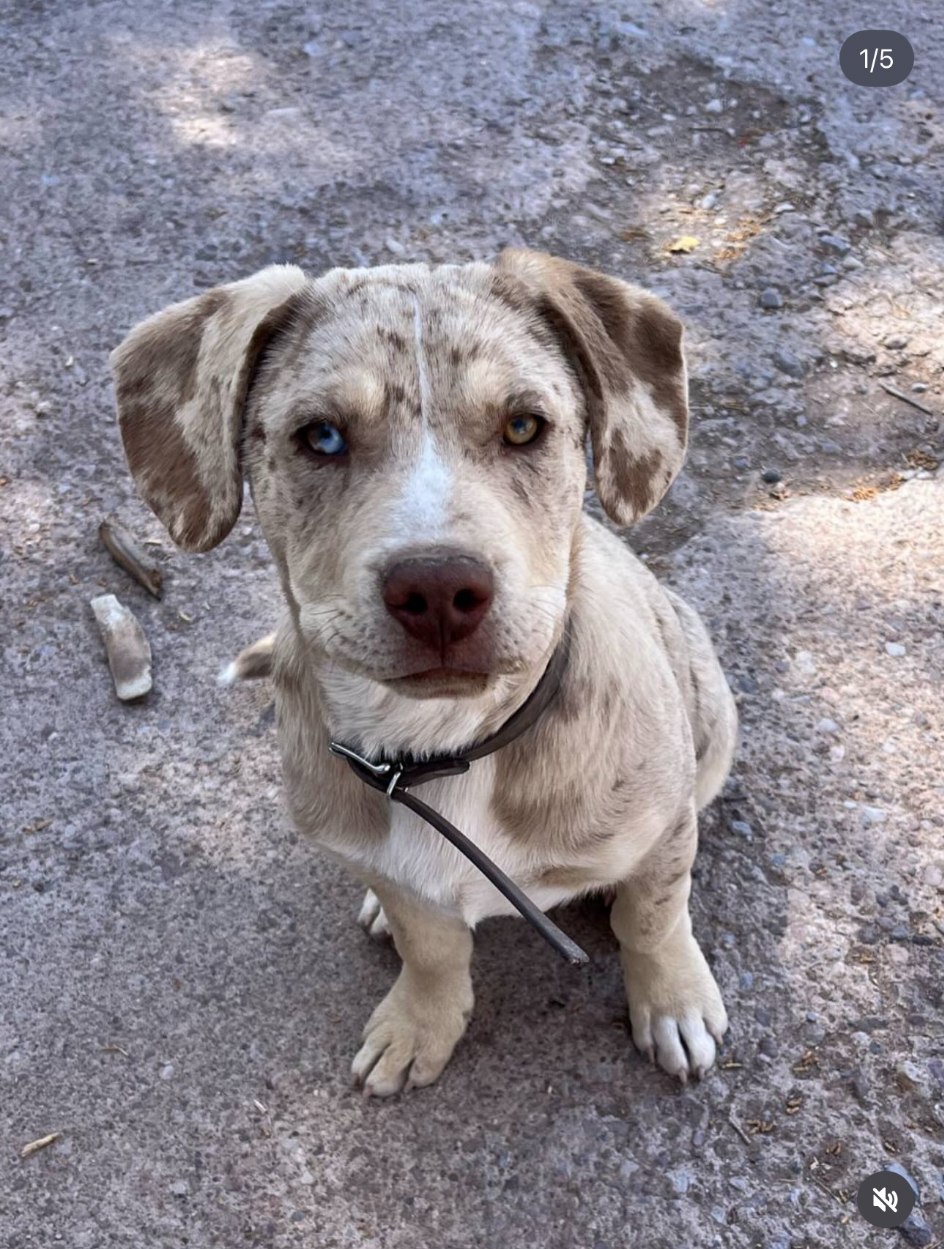 Rodeo, a light merle puppy with two different colored eyes
