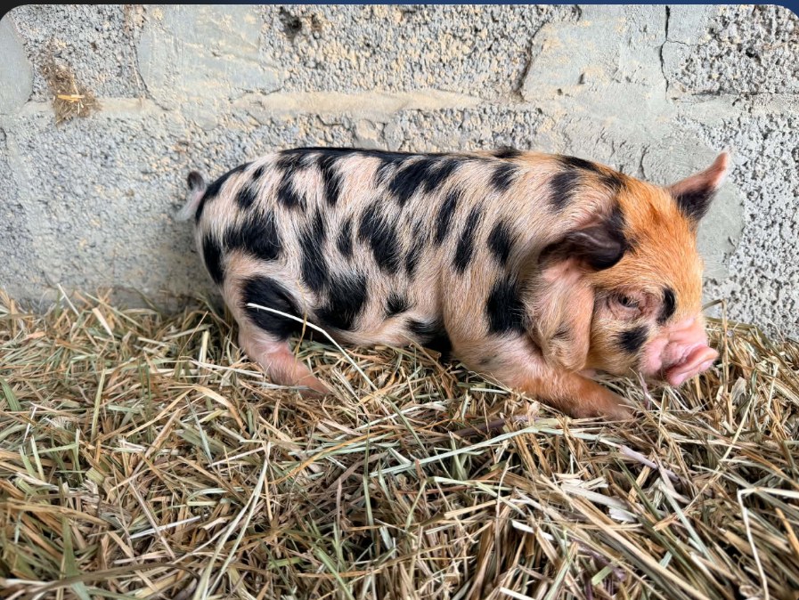 Stanley, the lighter spotted pig resting on hay