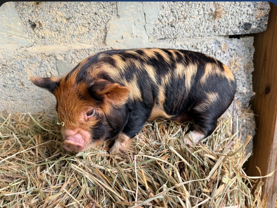 Stormy, the reddish spotted pig resting on hay