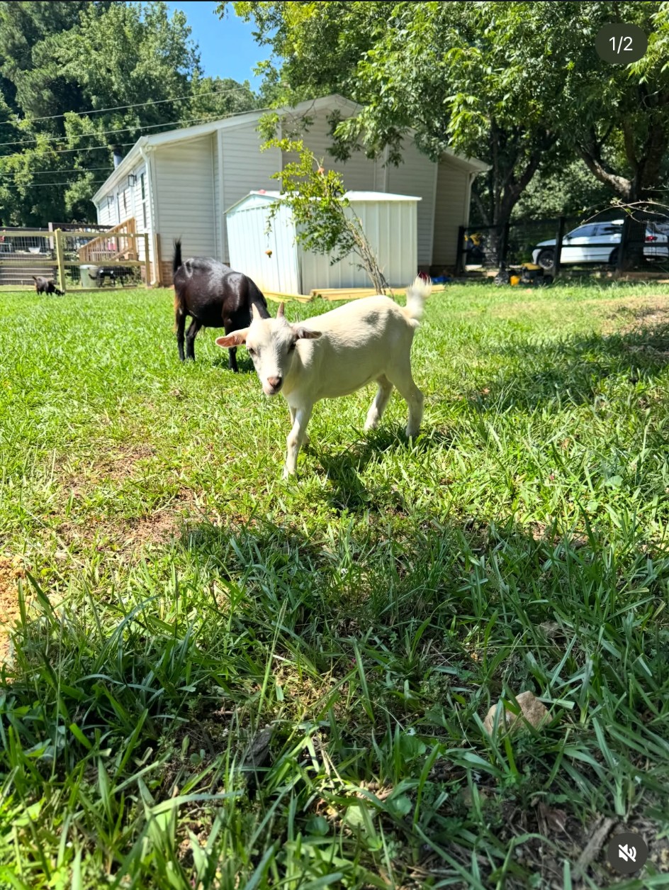 Tater, a white goat